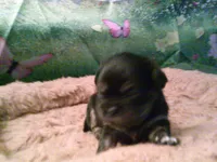 pekechi #1, a male Chihuahua and Pekingese for sale in Quaker City, OH – 2 of 5