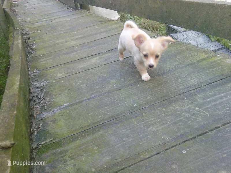chi female #1 – Chihuahua puppy for sale in Quaker City, OH