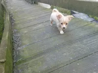 chi female #1, a female Chihuahua for sale in Quaker City, OH – 1 of 5
