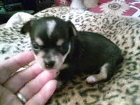 chi male #3, a male Chihuahua for sale in Quaker City, OH – 2 of 4