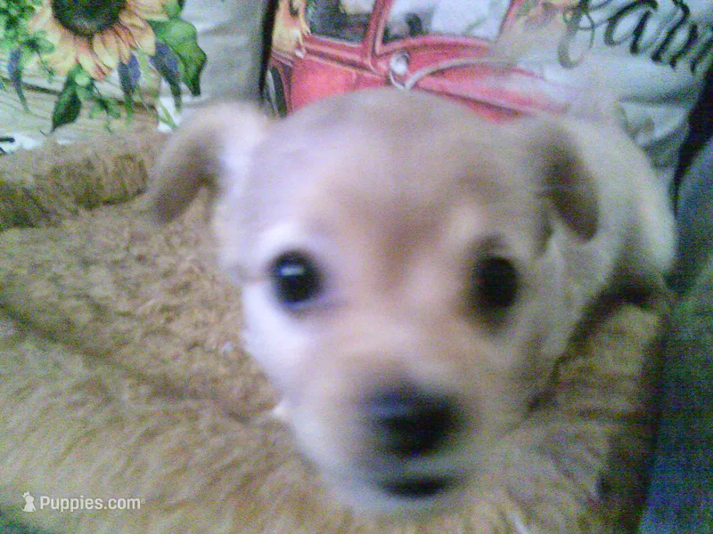 chi male #3 – Chihuahua puppy for sale in Quaker City, OH