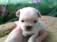 pekechi #3, a male Chihuahua and Pekingese for sale in Quaker City, OH – 2 of 5