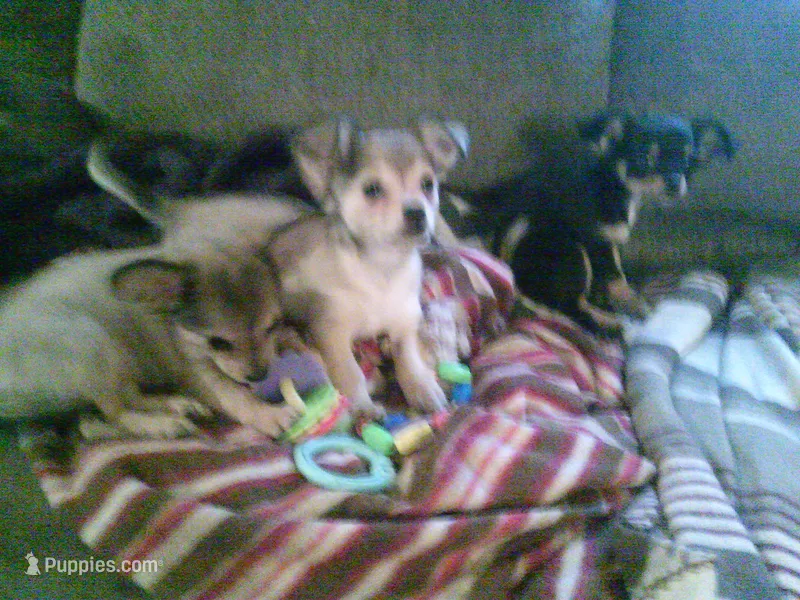 chi female #2 – Chihuahua puppy for sale in Quaker City, OH