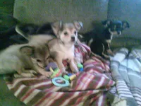 chi female #2, a female Chihuahua for sale in Quaker City, OH – 2 of 8