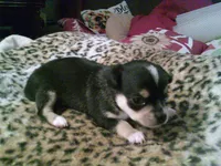chi male #3, a male Chihuahua for sale in Quaker City, OH – 4 of 4