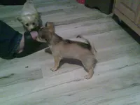 chi female #2, a female Chihuahua for sale in Quaker City, OH – 5 of 8
