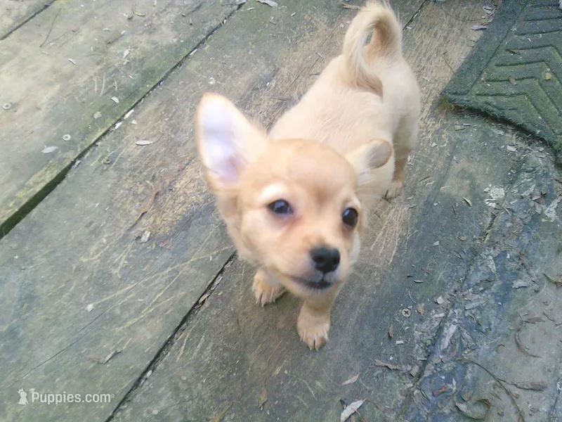 chi male #3 – Chihuahua puppy for sale in Quaker City, OH