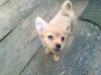 chi male #3, a male Chihuahua for sale in Quaker City, OH – 1 of 8