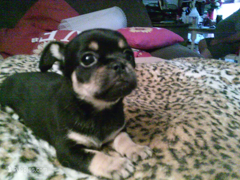 pekechi #4 – Chihuahua, Pekingese puppy for sale in Quaker City, OH