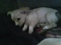 chi female #1, a female Chihuahua for sale in Quaker City, OH – 3 of 5