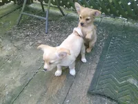 chi male #3, a male Chihuahua for sale in Quaker City, OH – 4 of 8