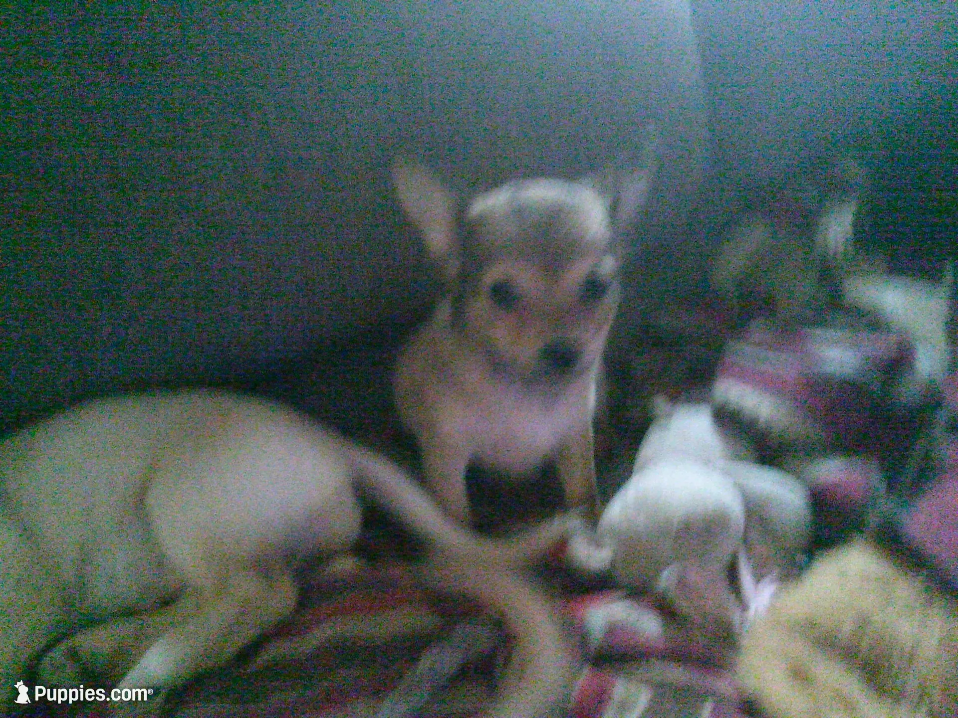 chi female #3, a female Chihuahua for sale in Quaker City, OH – 5 of 7