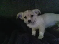 chi female #1, a female Chihuahua for sale in Quaker City, OH – 4 of 5