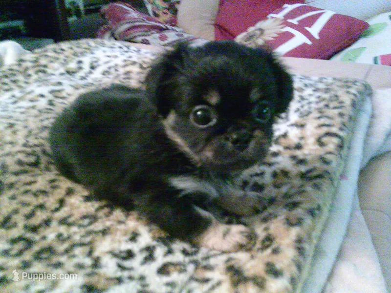 pekechi #1 – Chihuahua, Pekingese puppy for sale in Quaker City, OH