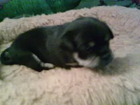pekechi #4, a female Chihuahua and Pekingese for sale in Quaker City, OH – 2 of 5