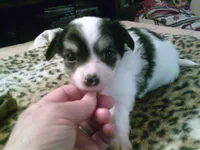 chi male #4, a male Chihuahua for sale in Quaker City, OH – 3 of 5