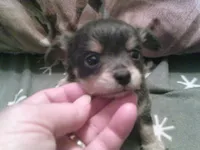 chi male #1, a male Chihuahua for sale in Quaker City, OH – 4 of 4