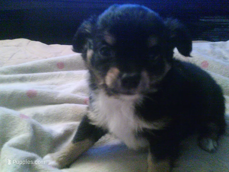 chi male #1 – Chihuahua puppy for sale in Quaker City, OH