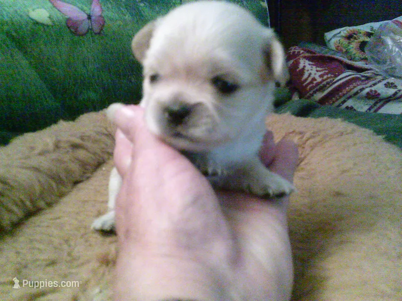 pekechi #3 – Chihuahua, Pekingese puppy for sale in Quaker City, OH