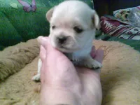 pekechi #3, a male Chihuahua and Pekingese for sale in Quaker City, OH – 1 of 5