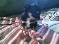 black male chi, a male Chihuahua for sale in Quaker City, OH – Photo 6 of 6