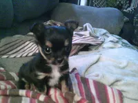 black male chi, a male Chihuahua for sale in Quaker City, OH – Photo 2 of 6