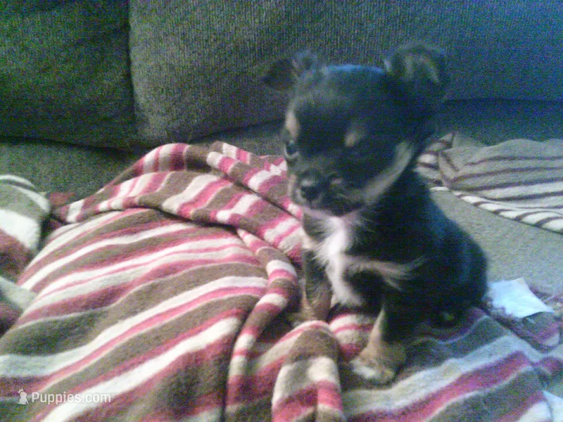 black male chi – Chihuahua puppy for sale in Quaker City, OH