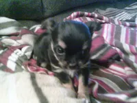 black male chi, a male Chihuahua for sale in Quaker City, OH – Photo 5 of 6