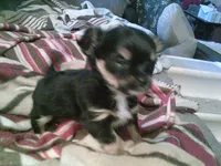 black male chi, a male Chihuahua for sale in Quaker City, OH – Photo 4 of 6