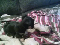 black male chi, a male Chihuahua for sale in Quaker City, OH – Photo 3 of 6