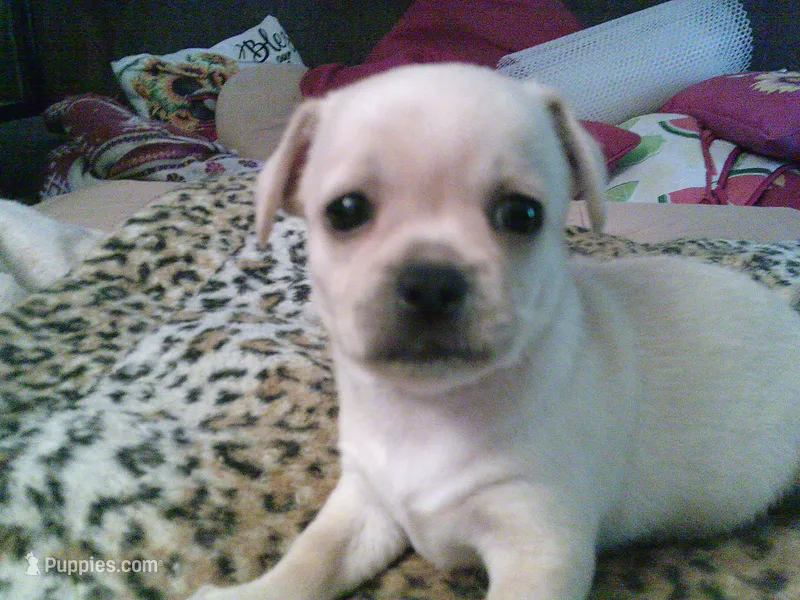 pekechi #5 – Chihuahua, Pekingese puppy for sale in Quaker City, OH