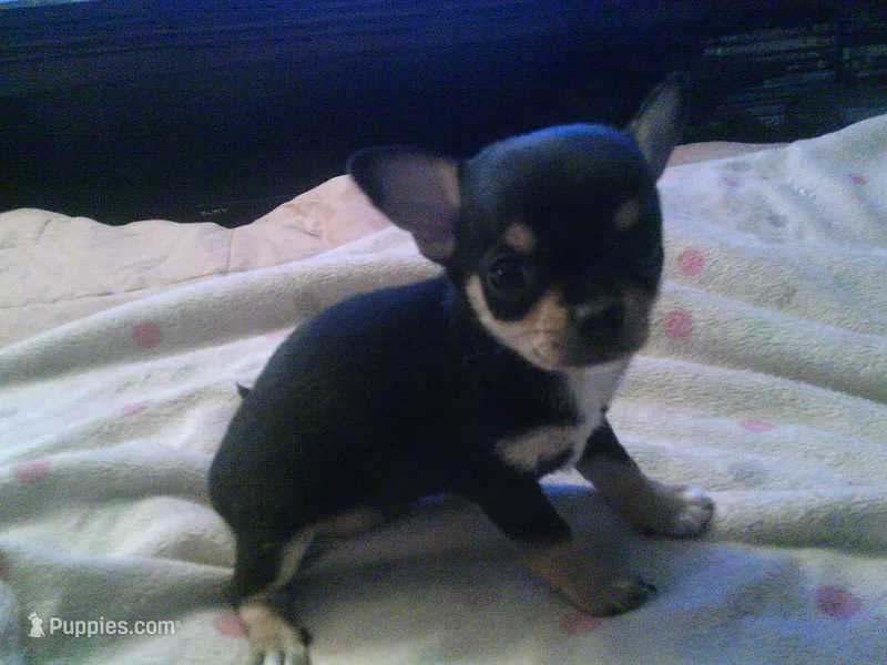 chi male #2 – Chihuahua puppy for sale in Quaker City, OH
