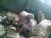 chi female #2, a female Chihuahua for sale in Quaker City, OH – 6 of 8