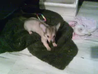 chi female #3, a female Chihuahua for sale in Quaker City, OH – 6 of 7