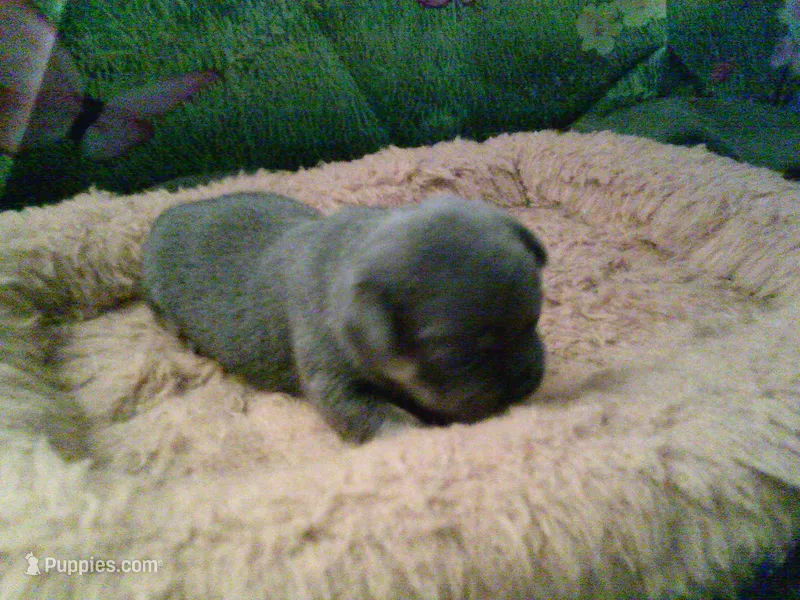 pekechi #2 – Chihuahua, Pekingese puppy for sale in Quaker City, OH