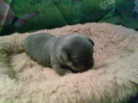 pekechi #2, a male Chihuahua and Pekingese for sale in Quaker City, OH – 1 of 5