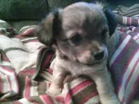 sable female chi, a female Chihuahua for sale in Quaker City, OH – Photo 5 of 8