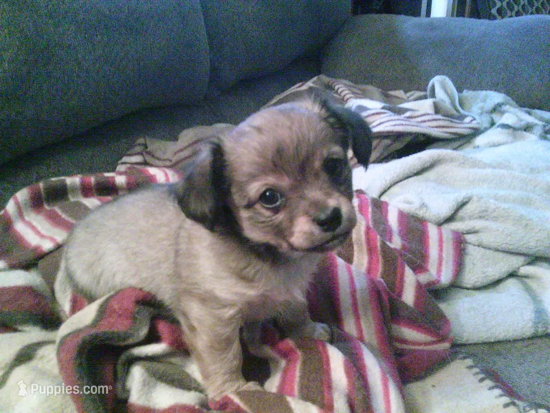 sable female chi, a female Chihuahua for sale in Quaker City, OH – Photo 1 of 8