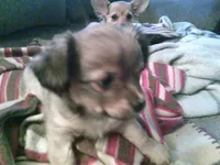 sable female chi, a female Chihuahua for sale in Quaker City, OH – Photo 4 of 8