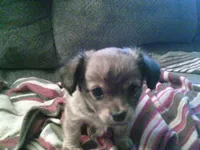 sable female chi, a female Chihuahua for sale in Quaker City, OH – Photo 2 of 8