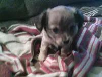 sable female chi, a female Chihuahua for sale in Quaker City, OH – Photo 8 of 8