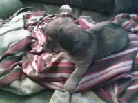 sable female chi, a female Chihuahua for sale in Quaker City, OH – Photo 3 of 8