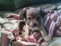 sable female chi, a female Chihuahua for sale in Quaker City, OH – Photo 6 of 8