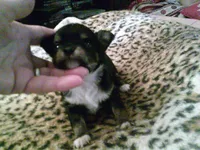 chi male #1, a male Chihuahua for sale in Quaker City, OH – 3 of 4