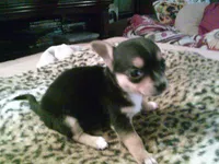 chi female #5, a female Chihuahua for sale in Quaker City, OH – 3 of 5