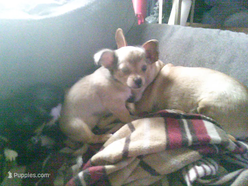 chi female #2 – Chihuahua puppy for sale in Quaker City, OH