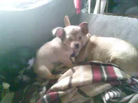 chi female #2, a female Chihuahua for sale in Quaker City, OH – 3 of 8