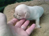 pekechi #5, a female Chihuahua and Pekingese for sale in Quaker City, OH – 4 of 5