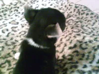 chi female #5, a female Chihuahua for sale in Quaker City, OH – 5 of 5