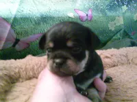 pekechi #4, a female Chihuahua and Pekingese for sale in Quaker City, OH – 5 of 5